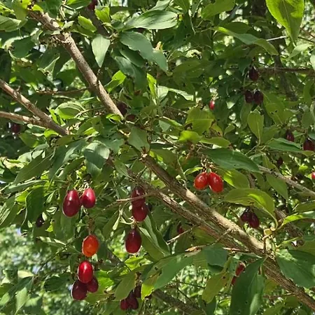 Penzion светулките Fireflies 4*