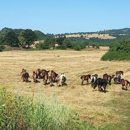 светулките Fireflies 4*