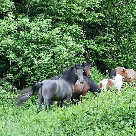 светулките Fireflies 4* Borintsi