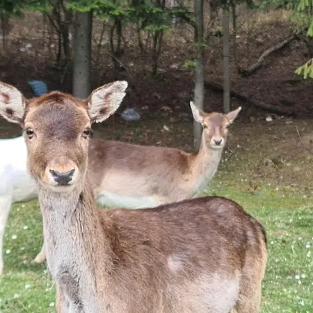 светулките Fireflies 4*